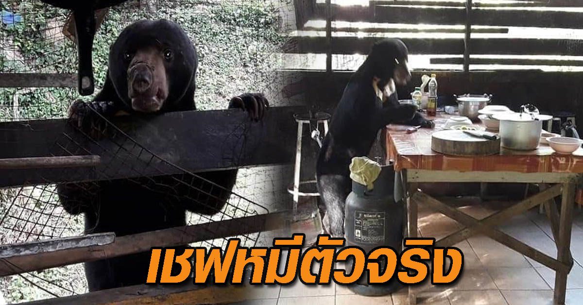 เชฟหมี
