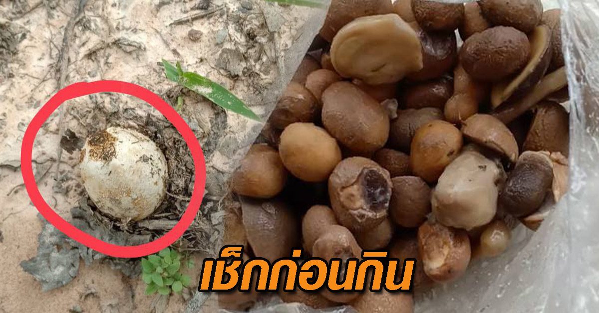 เมาเห็ดพิษ