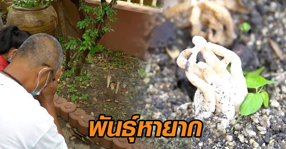 เห็ดประหลาด