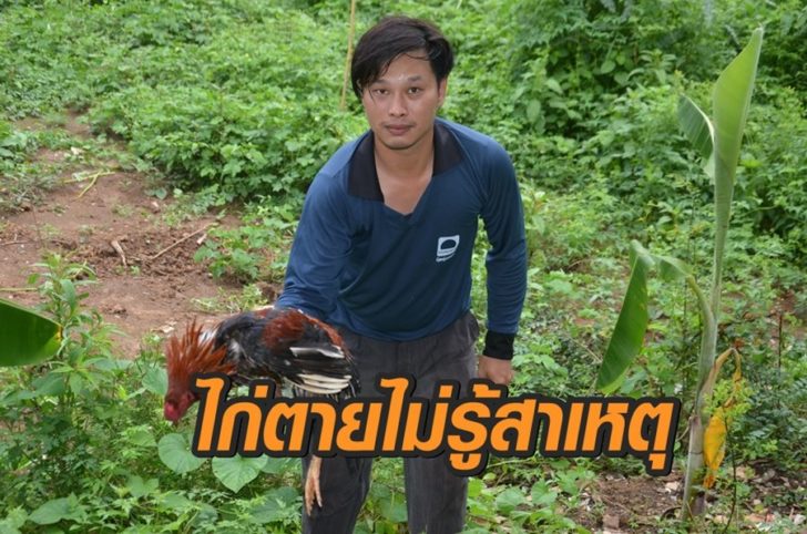 ไก่ตาย
