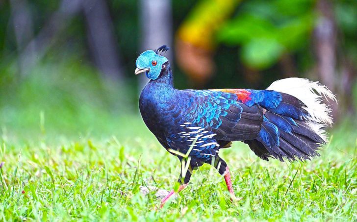 ไก่ฟ้าหน้าเขียว 1 ใน 100 นกไทยในตำนาน