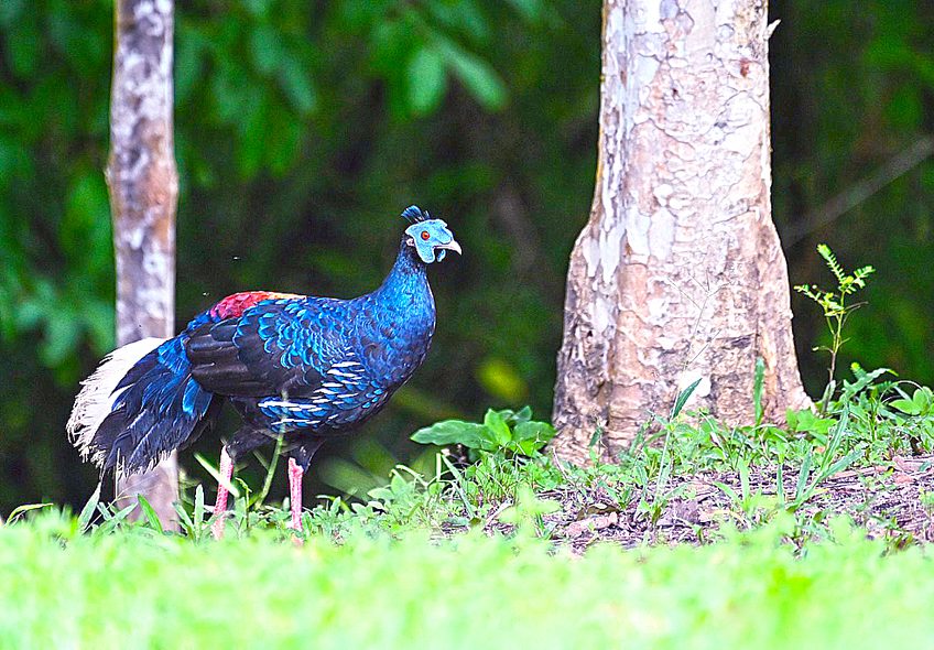 ไก่ฟ้าหน้าเขียว 1 ใน 100 นกไทยในตำนาน