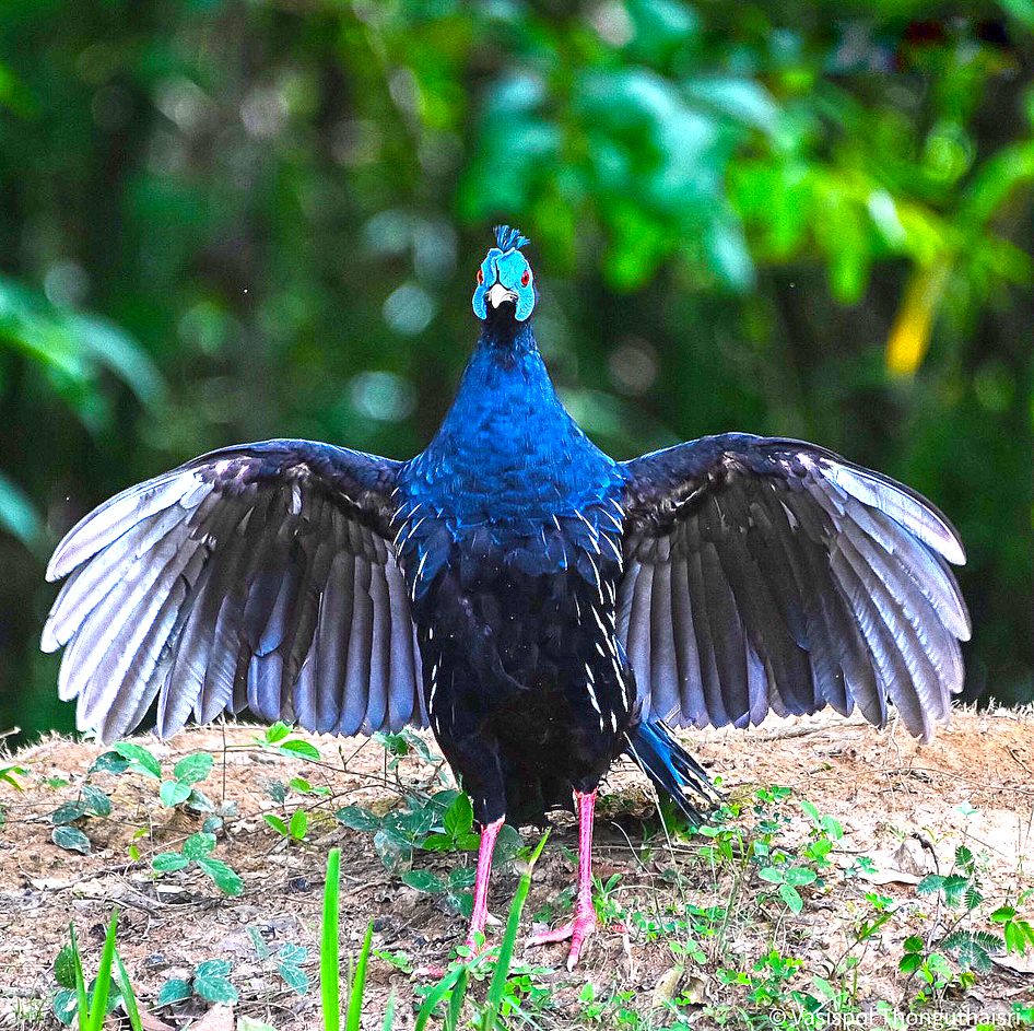 ไก่ฟ้าหน้าเขียว 1 ใน 100 นกไทยในตำนาน
