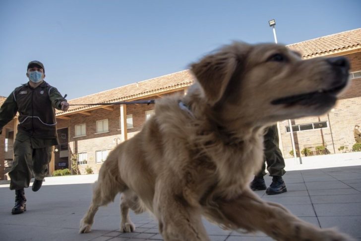 CHILE-HEALTH-VIRUS-DOG