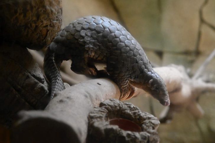 pangolin-China-wildlifetrade