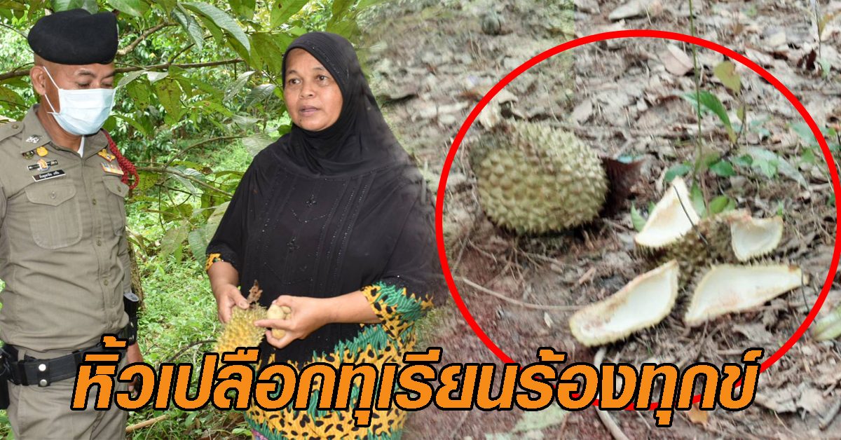 หิ้วเปลือกทุเรียน