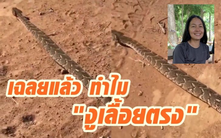 งูเลื้อยตรงดิ่ง4