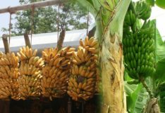 นวัตกรรมกล้วย... ชุมชนเป็นฐานการผลิตโอกาส : โดย สมพงษ์ จิตระดับ สุอังคะวาทิน