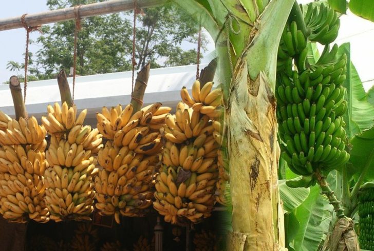นวัตกรรมกล้วย... ชุมชนเป็นฐานการผลิตโอกาส : โดย สมพงษ์ จิตระดับ สุอังคะวาทิน