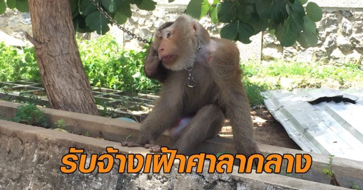 ลิงกัง1