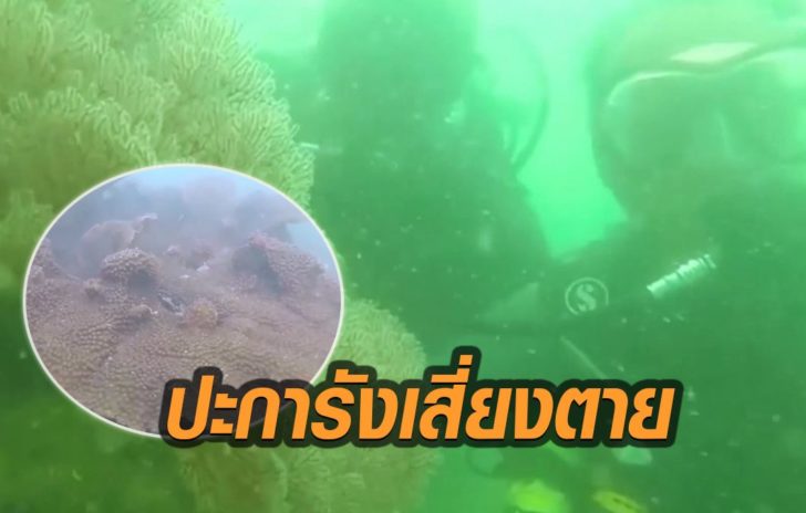 เกาะหนู