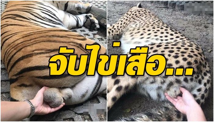 สาวพิเรนทร์ เล่นจับไข่เสือ ชาวเน็ตห่วงเสือขย่ำ เจ้าตัวยันไม่อันตรายมีจทน.ดูแลเข้ม สาวพิเรนทร์ เล่นจับไข่เสือ ชาวเน็ตห่วงเสือขย่ำ เจ้าตัวยันไม่อันตรายมีจทน.ดูแลเข้ม