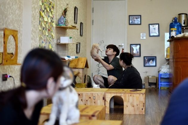 คอลัมน์ แกะรอยต่างแดน : โฮม คาเฟ่ คาเฟ่ (ช่วย) แมว ที่'ฮานอย'