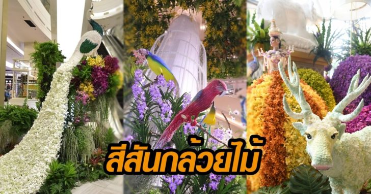 กล้วยไม้
