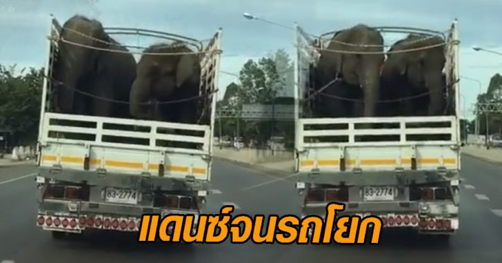 น้องช้าง