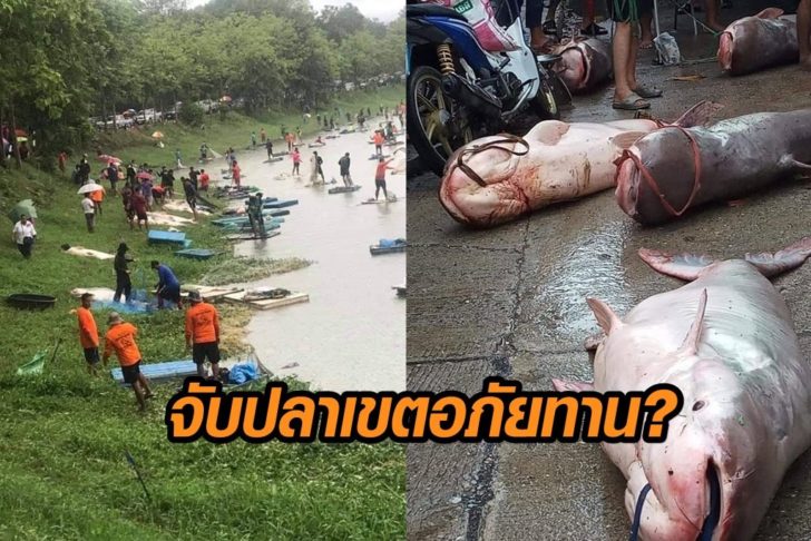 จับปลา-อภัยทาน