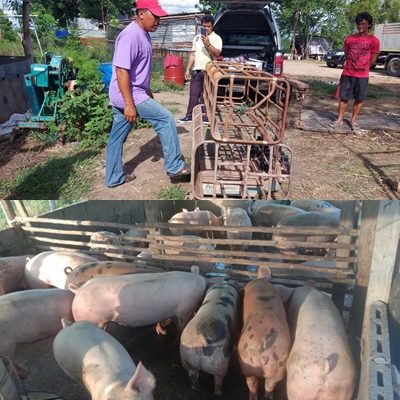 ชั่งหมู