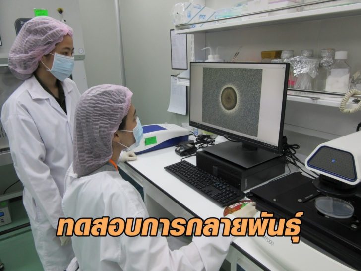 ทดสอบกลายพันธุ์4