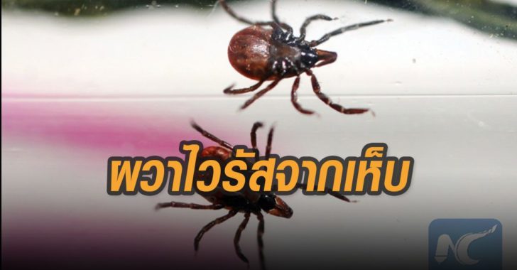 ผวาไวรัสจากเห็บ