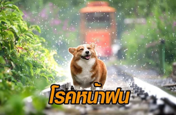 ภาพนำ หมา