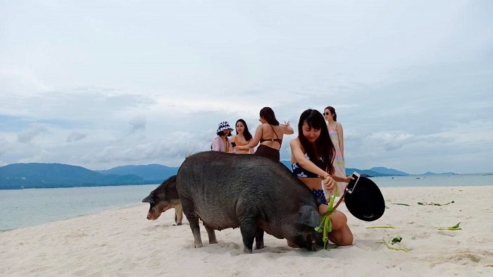 เกาะหมู