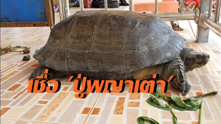เต่า