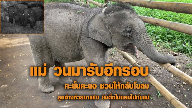 แม่ วนมารับอีกรอบ คะยั้นคะยอ ชวนให้กลับโขลง ลูกช้างห้วยขาแข้ง ยังดื้อไม่ยอมไปกับแม่