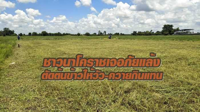 โคราชแล้ง 1