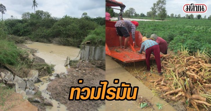 ท่วมไร่มัน