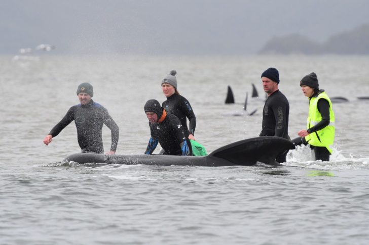 Whale rescue efforts take place at Macquarie Harbour in Tasmania