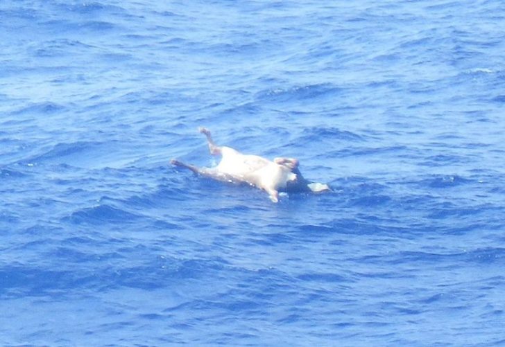 The carcass of a livestock floats at the area where Gulf Livestock 1 went missing at the East China Sea