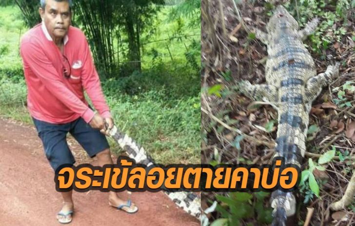 จระเข้2