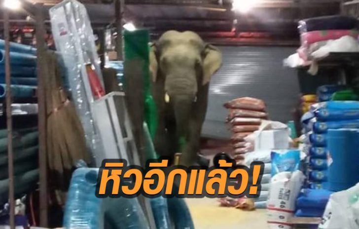 ช้างหิว