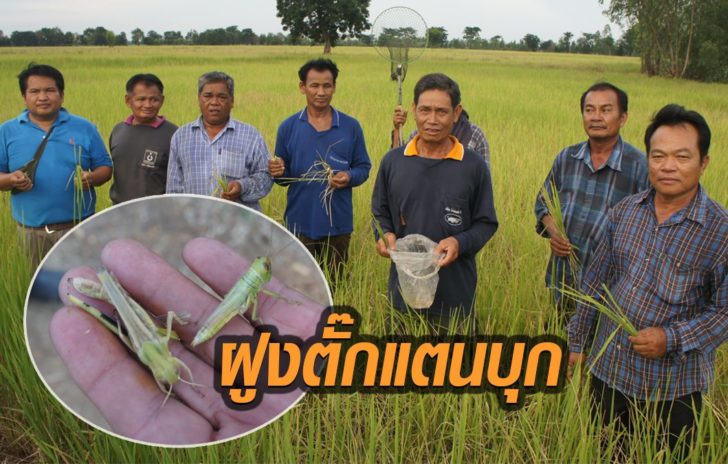 ตั๊กแตน