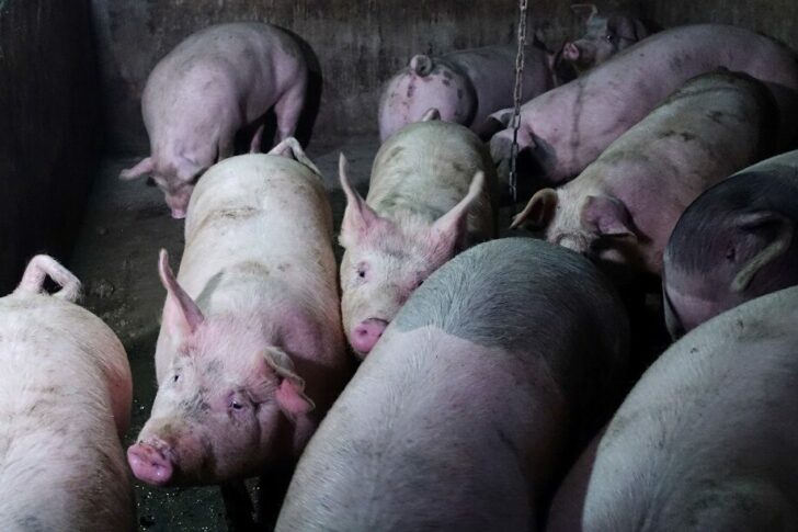 FILE PHOTO: Pigs are seen on a farm near a village in Changtu