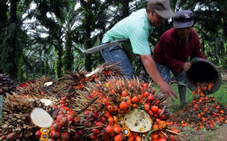Palm-oil-sawit-AFP-200319