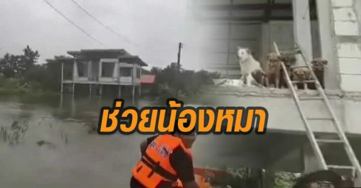 ช่วยน้องหมาโคราช