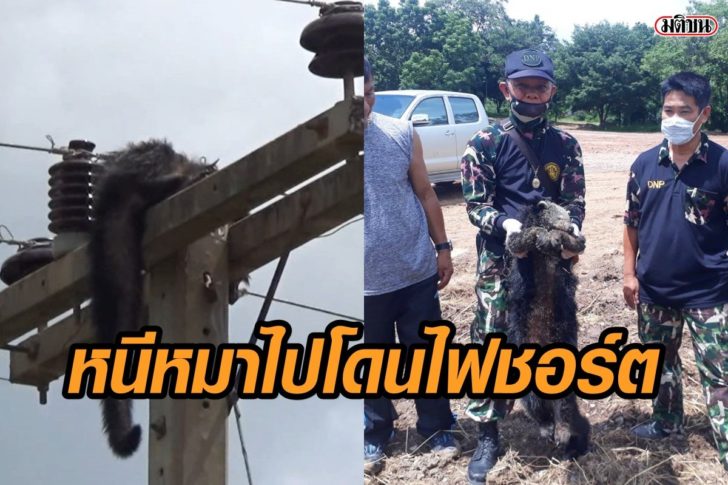 หมีไฟชอร์ต