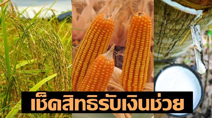 ข้าว-ยาง-ข้าวโพด