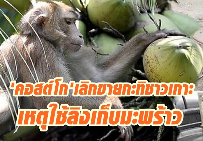 กะทิชาวเกาะ