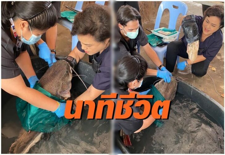 ช่วยปลา