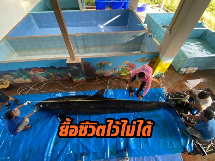 ซากวาฬ7