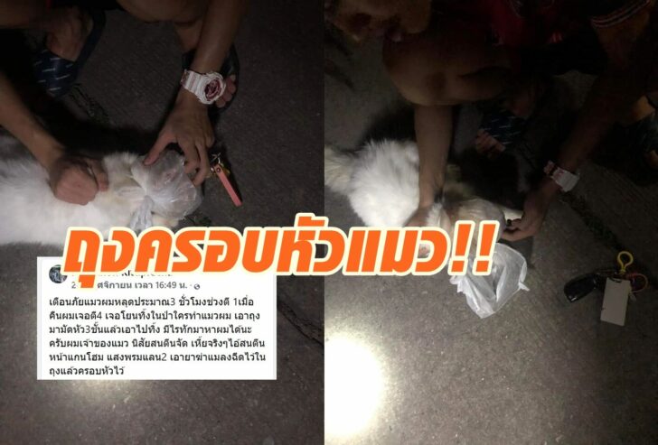 ถุงครอบหัวแมว5