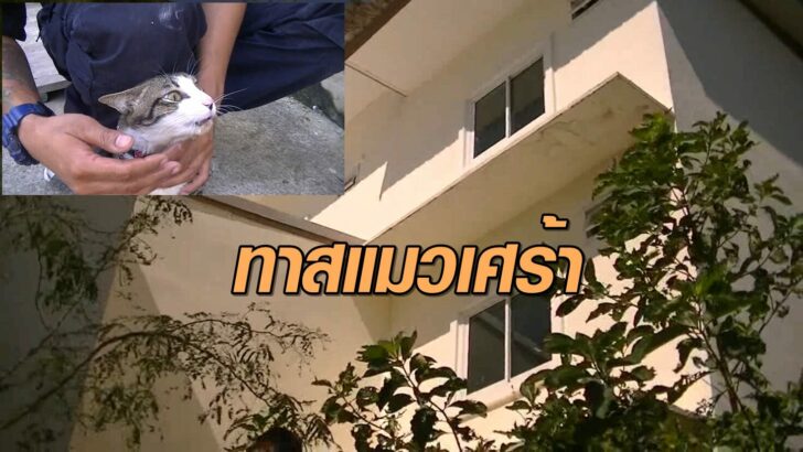 ทาสแมวเศร้า