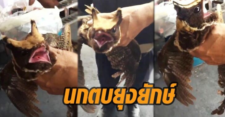 นกตบยุงยักษ์