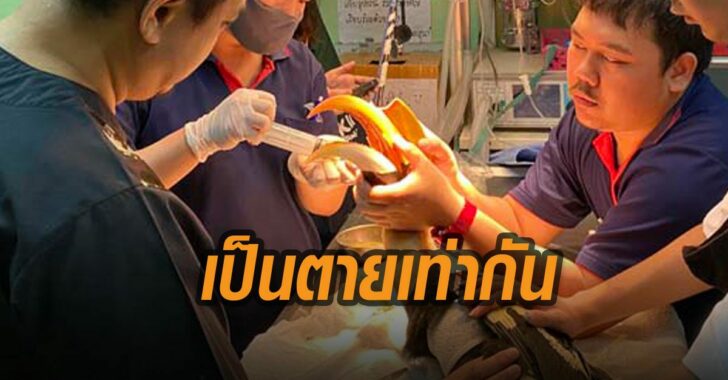 นกเงือกเกาะช้าง-ถูกยิง-เป็นตายเท่ากัน