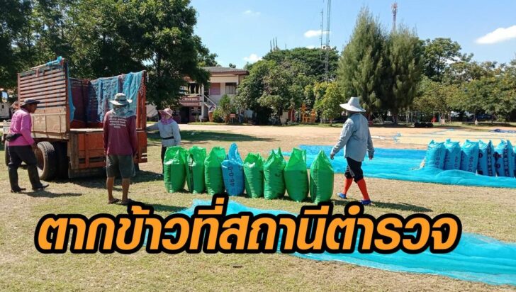 สภ.เปิดลานตากข้าว