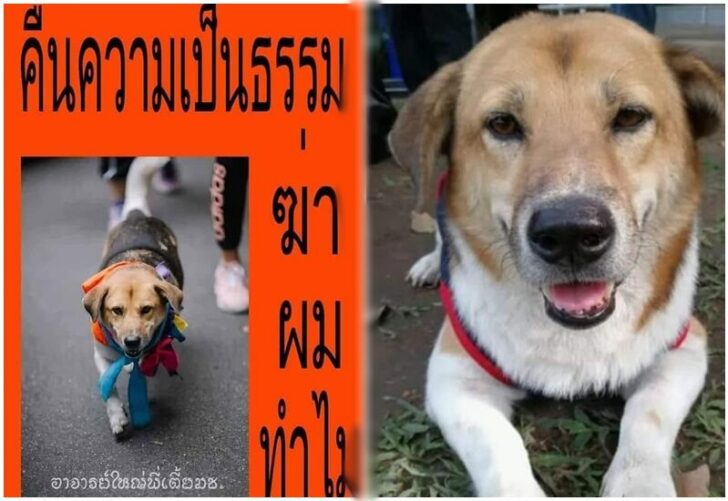 เตี้ยมช
