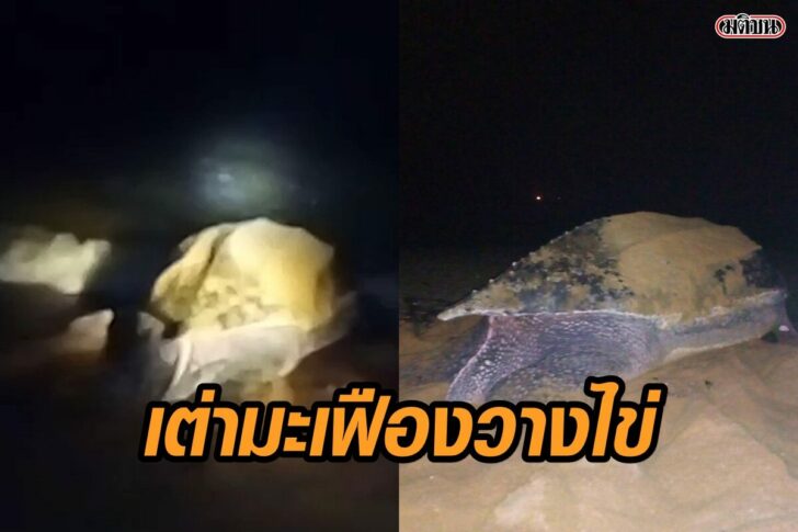 เต่ามะเฟือง-วางไข่