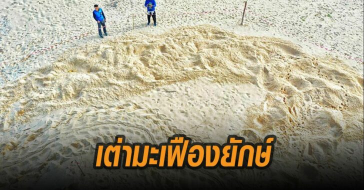 เต่ามะเฟืองยักษ์-จว.พังงา
